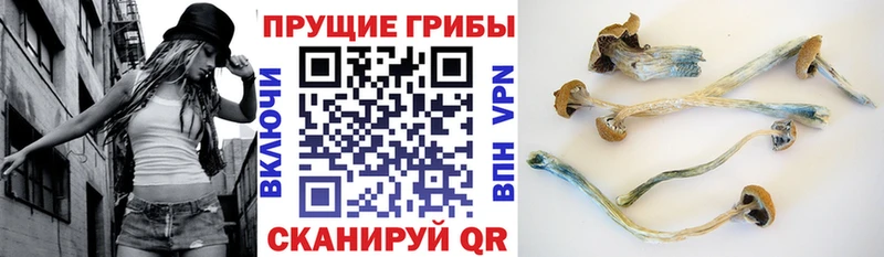 магазин продажи наркотиков  Тула  Галлюциногенные грибы мицелий 